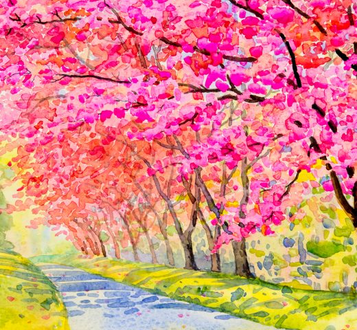 landscape-flower-puple-pink-color-wild-himalayan-cherry